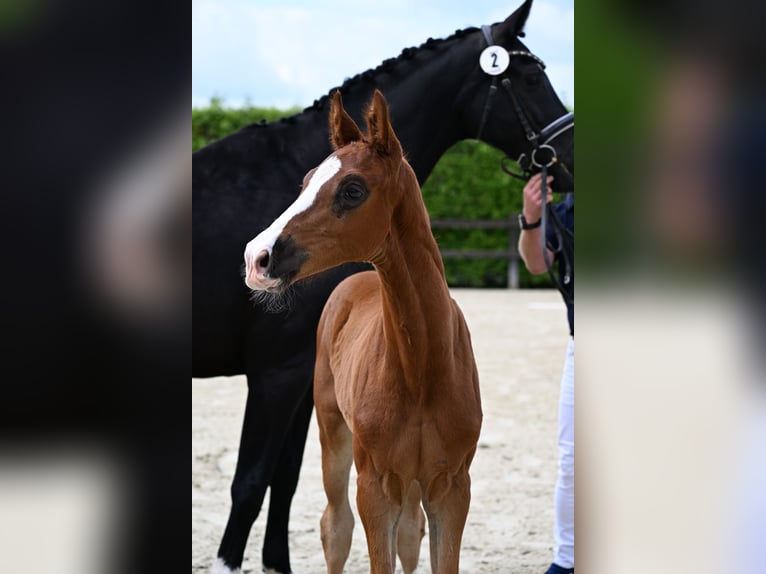 Koń oldenburski Ogier Źrebak (05/2024) 172 cm Ciemnokasztanowata in Bad Füssing