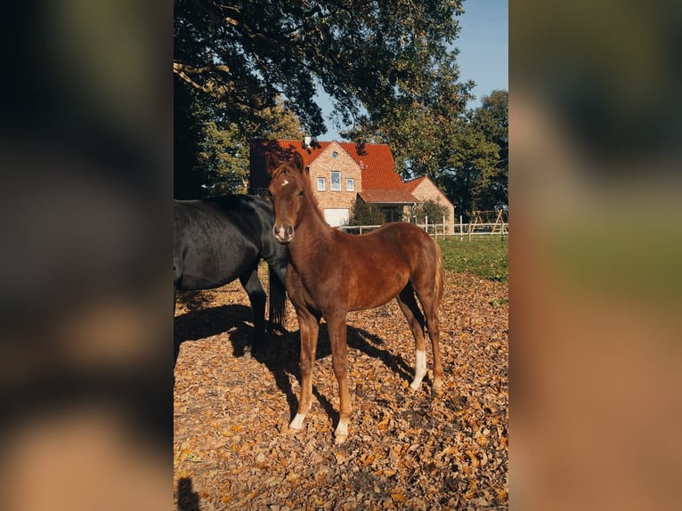 Koń oldenburski Ogier Źrebak (05/2025) 172 cm Ciemnokasztanowata in Vechta