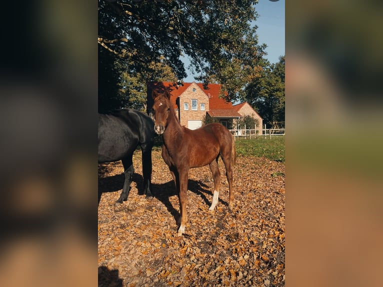 Koń oldenburski Ogier Źrebak (05/2025) 172 cm Ciemnokasztanowata in Vechta