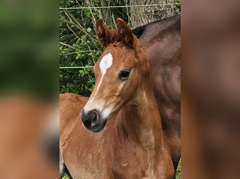 Koń oldenburski Ogier Źrebak (03/2024) 172 cm Ciemnokasztanowata in Walchum