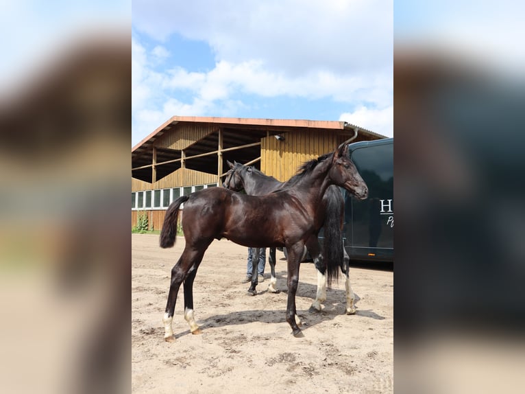 Koń oldenburski Ogier Źrebak (01/2024) 172 cm Kara in Blunk