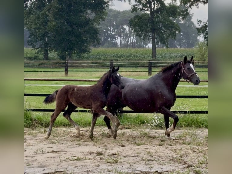 Koń oldenburski Ogier Źrebak (04/2025) 172 cm Kara in Damme