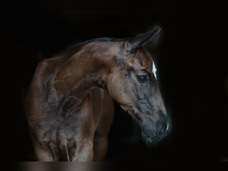 Koń oldenburski Ogier Źrebak (05/2024) 172 cm Kara in Lalendorf