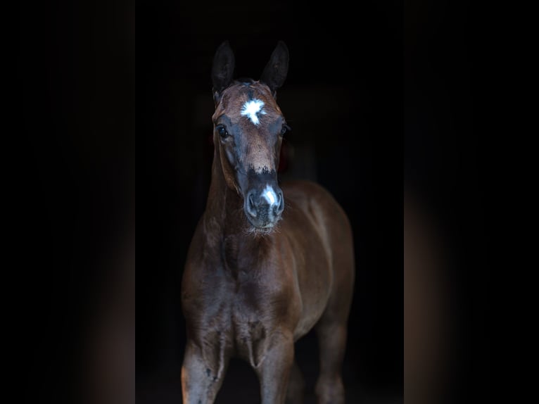 Koń oldenburski Ogier Źrebak (05/2024) 172 cm Kara in Lalendorf