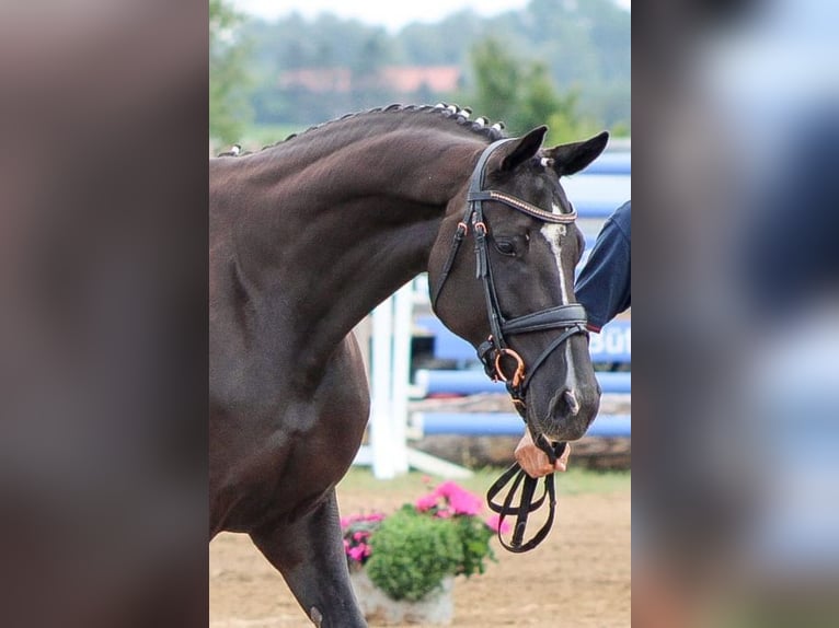 Koń oldenburski Ogier Źrebak (05/2024) 172 cm Kara in Lalendorf