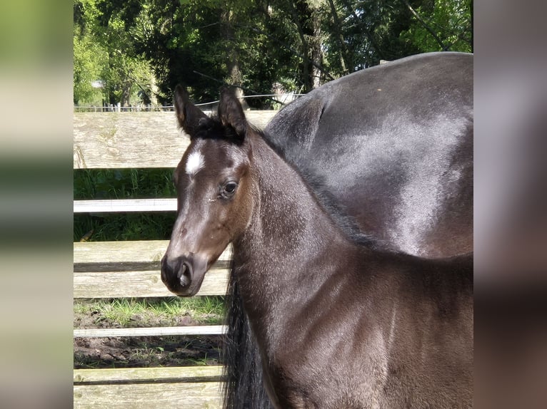 Koń oldenburski Ogier Źrebak (04/2024) 172 cm Kara in Westerstede