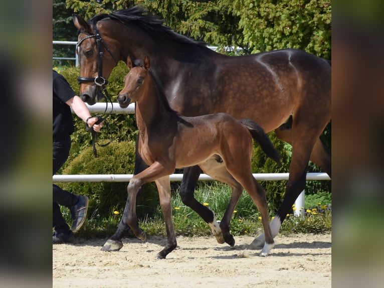 Koń oldenburski Ogier Źrebak (03/2024) 173 cm Ciemnogniada in wysin