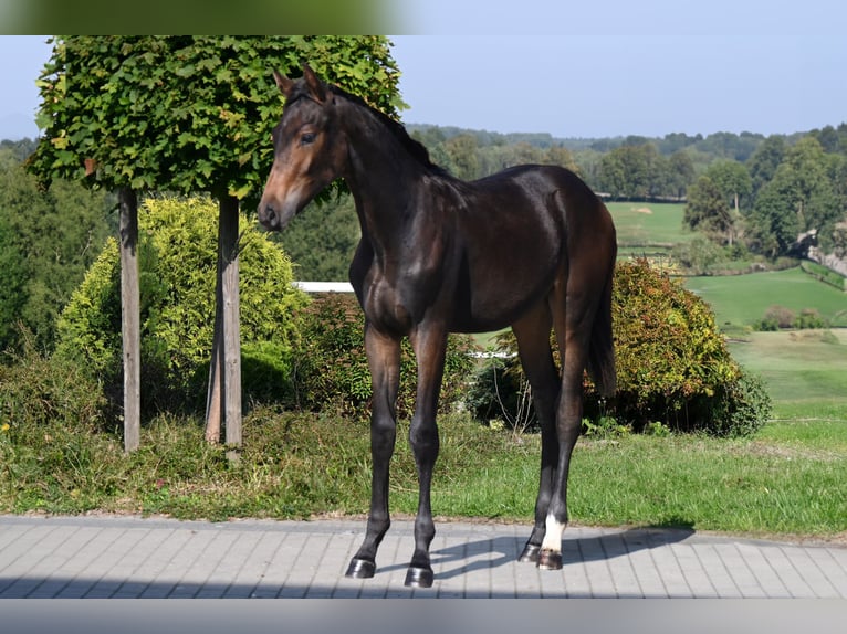 Koń oldenburski Ogier Źrebak (03/2024) 173 cm Ciemnogniada in wysin