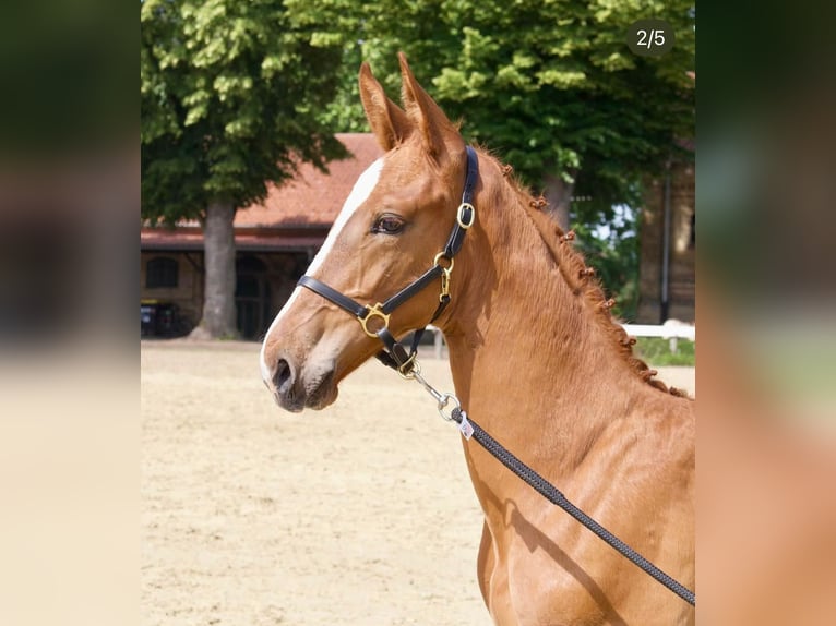 Koń oldenburski Ogier Źrebak (04/2025) 173 cm Kasztanowata in Spenge