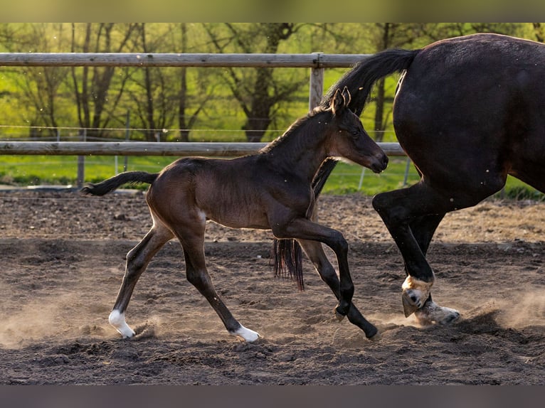 Koń oldenburski Ogier Źrebak (04/2024) 173 cm Skarogniada in Zierenberg