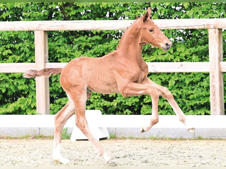Koń oldenburski Ogier Źrebak (03/2026) 175 cm Kasztanowata in Hetzerath