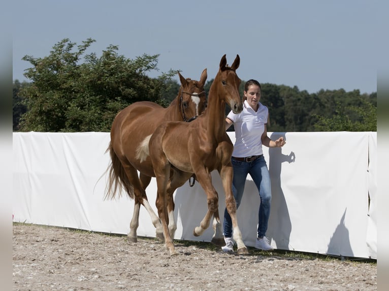 Koń oldenburski Ogier Źrebak (03/2024) 175 cm Kasztanowata in Belgern