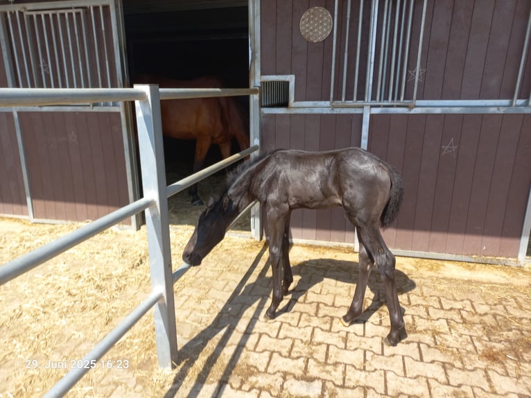 Koń oldenburski Ogier Źrebak (06/2025) 90 cm in Ourique