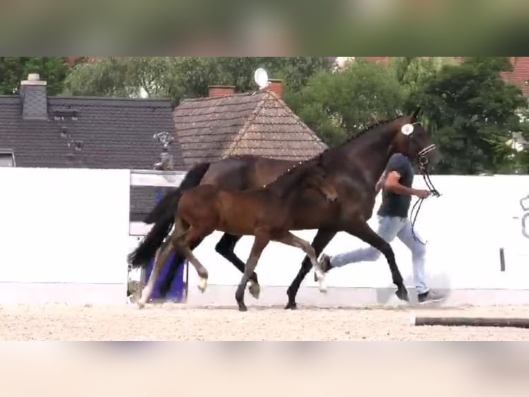 Koń oldenburski Ogier Źrebak (05/2024) Ciemnogniada in Beutha