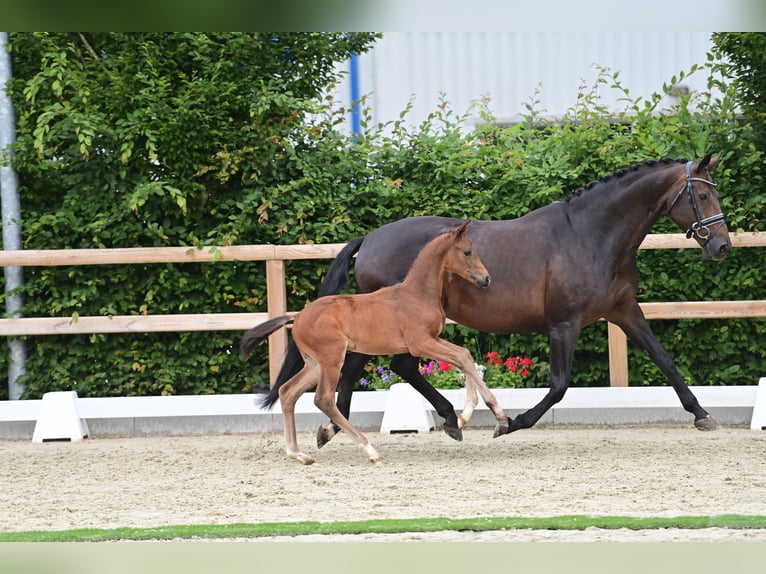 Koń oldenburski Ogier Źrebak (05/2024) Ciemnogniada in Dötlingen