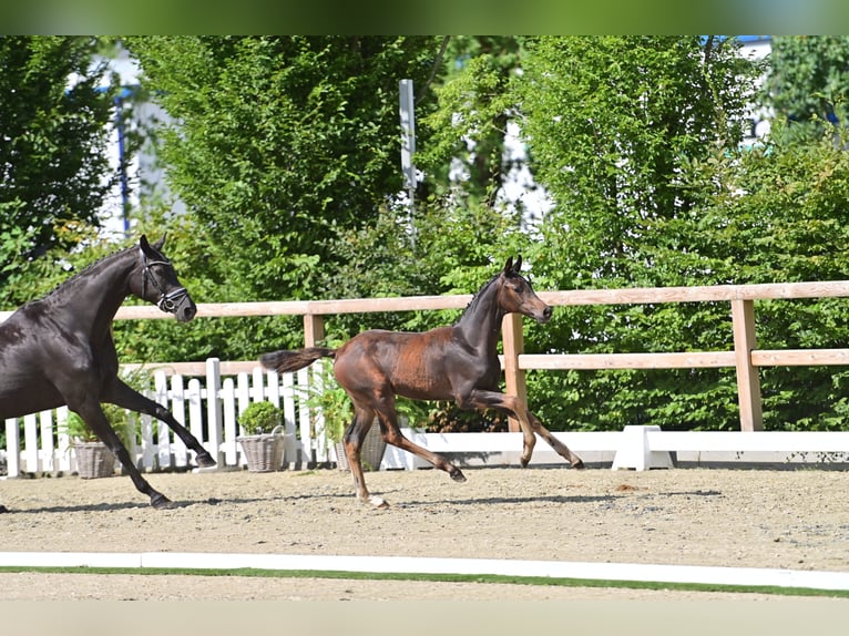 Koń oldenburski Ogier Źrebak (03/2025) Ciemnogniada in Friesoythe