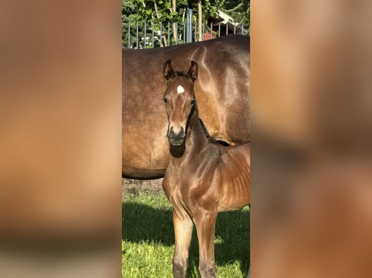 Koń oldenburski Ogier Źrebak (06/2026) Ciemnogniada in Werlte