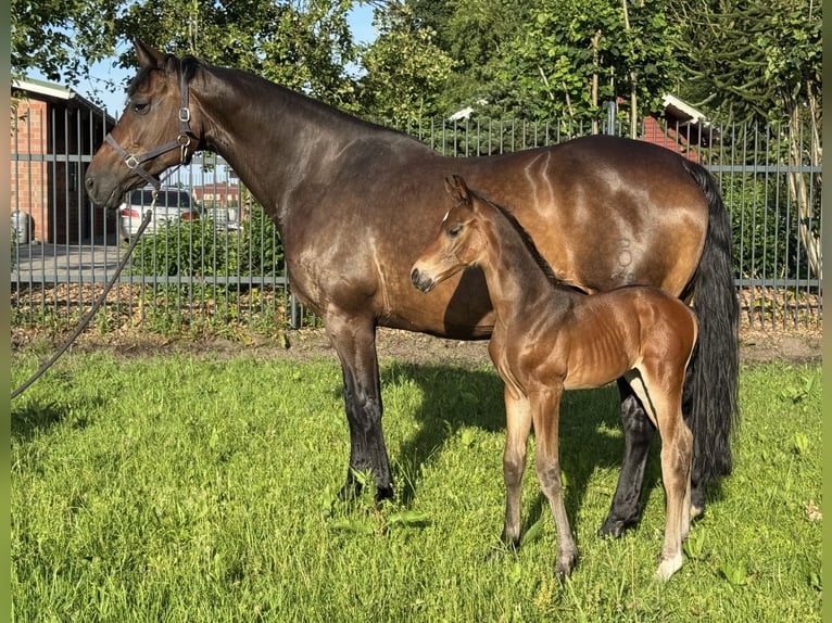Koń oldenburski Ogier Źrebak (06/2026) Ciemnogniada in Werlte