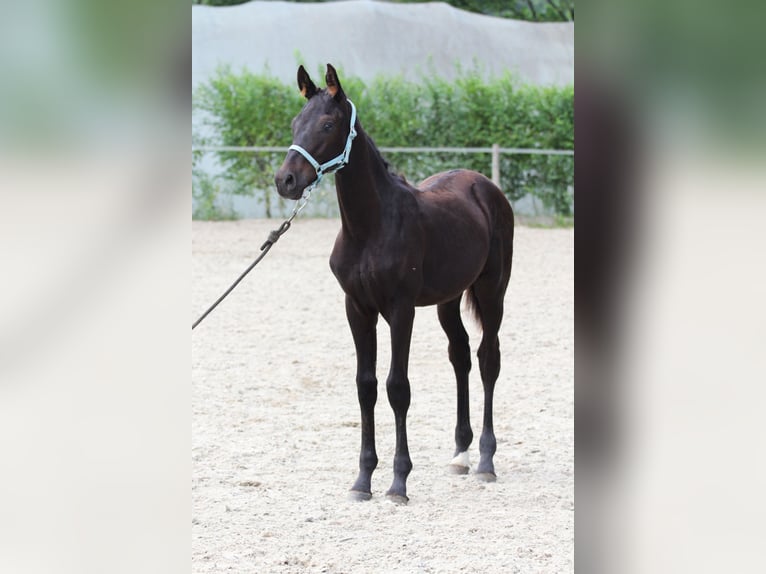 Koń oldenburski Ogier Źrebak (03/2024) Ciemnogniada in Pisek