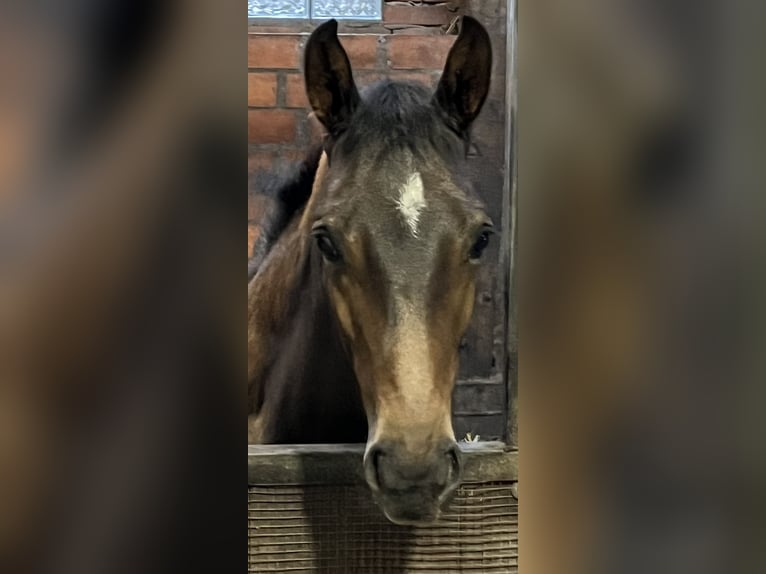 Koń oldenburski Ogier Źrebak (02/2026) Ciemnogniada in Nordhorn