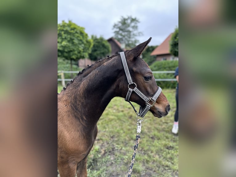 Koń oldenburski Ogier Źrebak (04/2024) Ciemnogniada in Lippetal