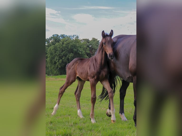 Koń oldenburski Ogier Źrebak (05/2025) Ciemnogniada in Ostercappeln