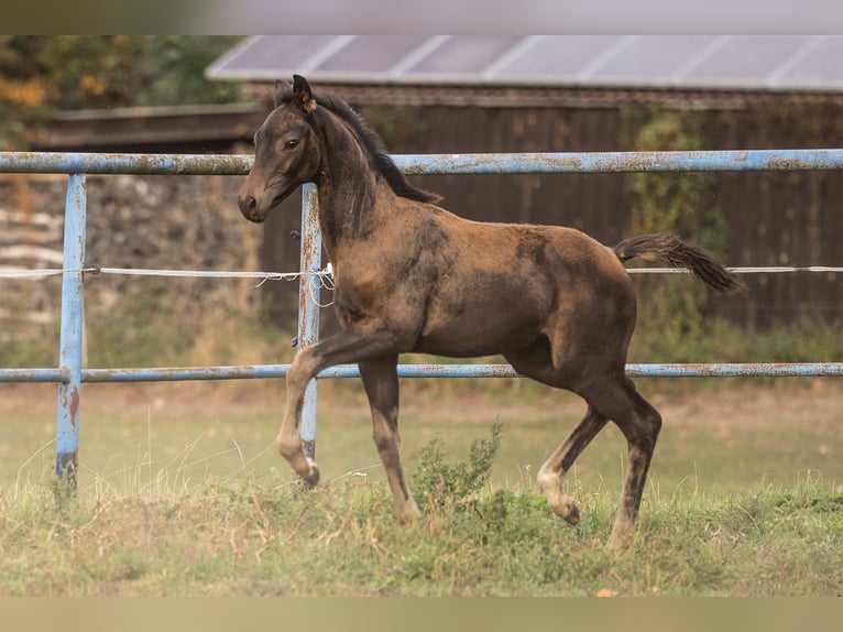 Koń oldenburski Ogier Źrebak (06/2026) Ciemnogniada in Rietz-Neuendorf