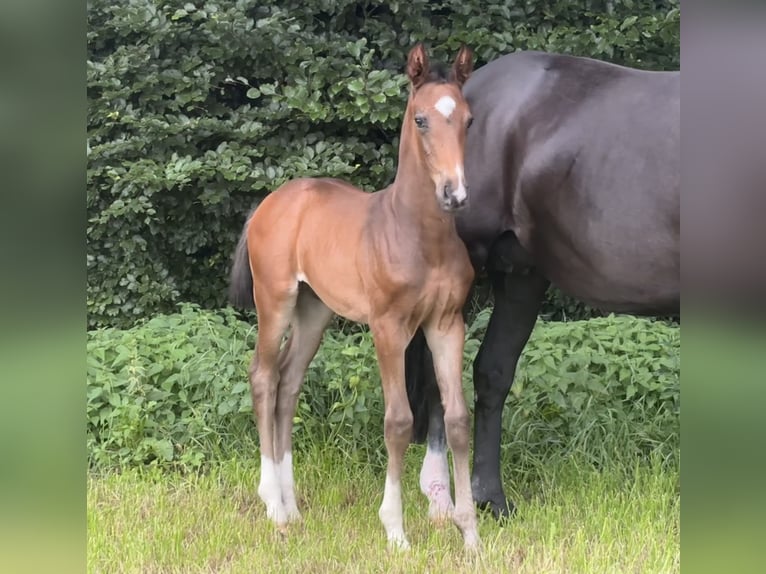 Koń oldenburski Ogier Źrebak (06/2025) Ciemnogniada in Stuhr