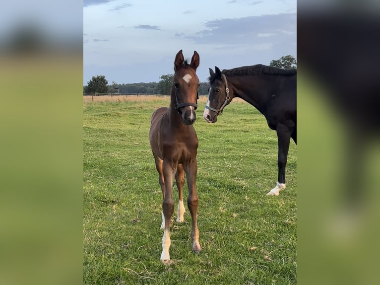 Koń oldenburski Ogier Źrebak (06/2025) Ciemnogniada in Stuhr