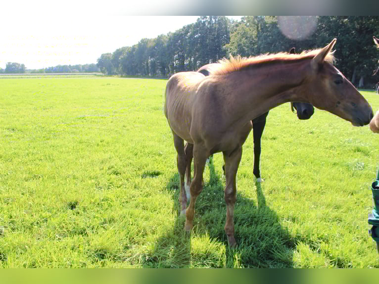 Koń oldenburski Ogier Źrebak (04/2025) Ciemnokasztanowata in Westerstede