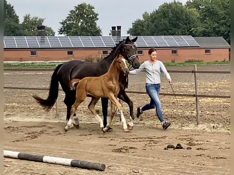 Koń oldenburski Ogier Źrebak (07/2024) Ciemnokasztanowata in Steinfeld (Oldenburg)