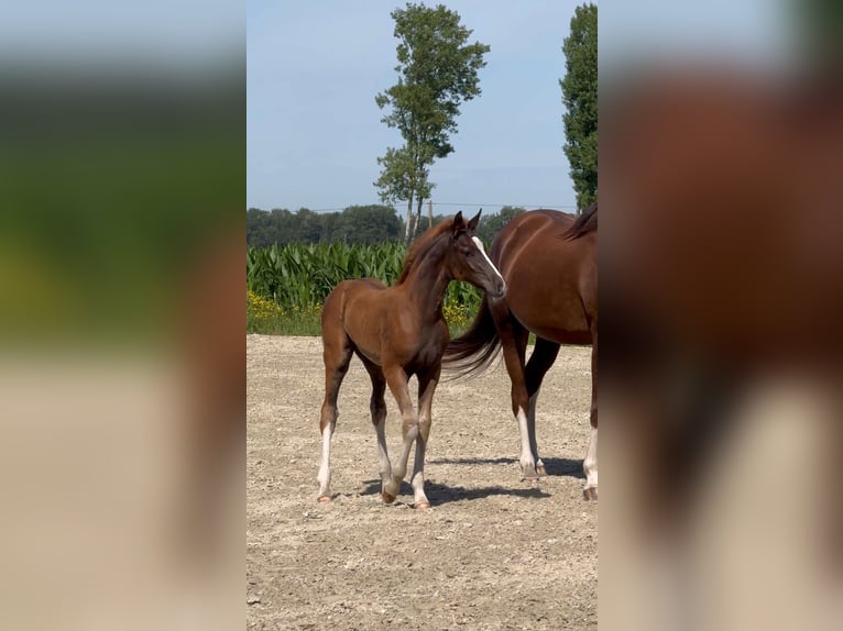 Koń oldenburski Ogier Źrebak (05/2024) Ciemnokasztanowata in Löningen