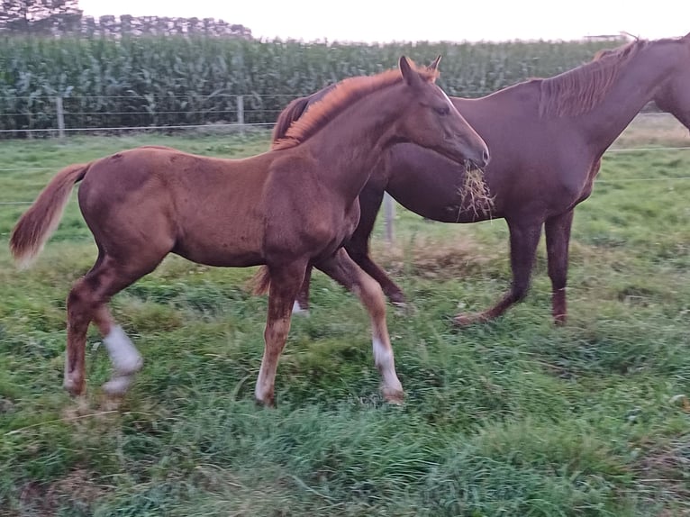 Koń oldenburski Ogier Źrebak (05/2024) Ciemnokasztanowata in zaffelare