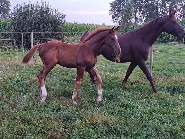 Koń oldenburski Ogier Źrebak (05/2024) Ciemnokasztanowata in zaffelare