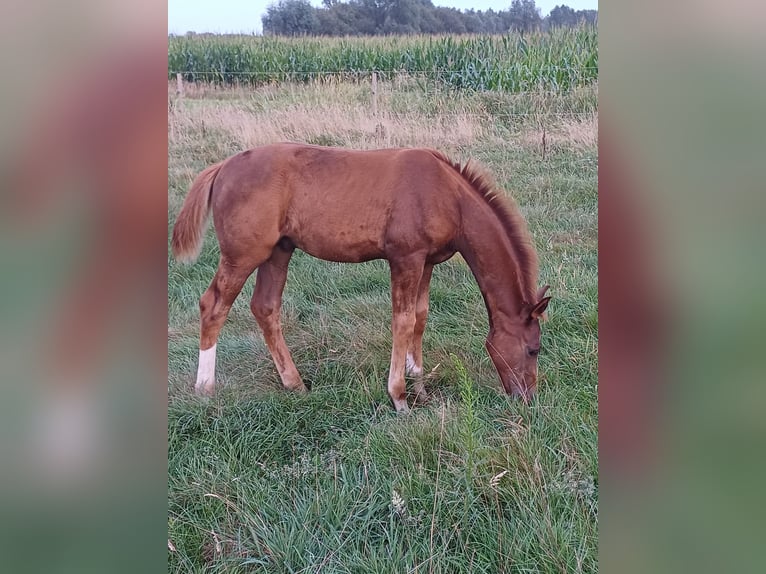 Koń oldenburski Ogier Źrebak (05/2024) Ciemnokasztanowata in zaffelare