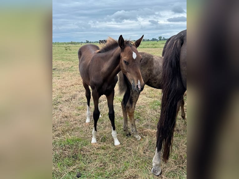 Koń oldenburski Mix Ogier Źrebak (03/2026) Gniada in Ovelgönne