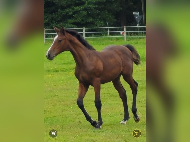 Koń oldenburski Ogier Źrebak (04/2024) Gniada in Lingen