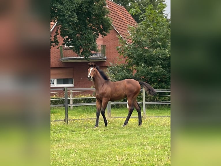 Koń oldenburski Ogier Źrebak (04/2024) Gniada in Lingen