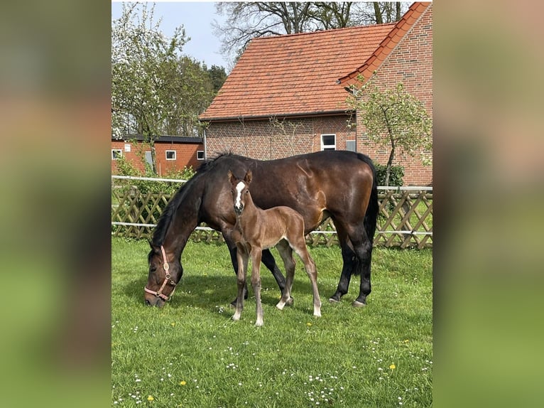 Koń oldenburski Ogier Źrebak (04/2024) Gniada in Lingen