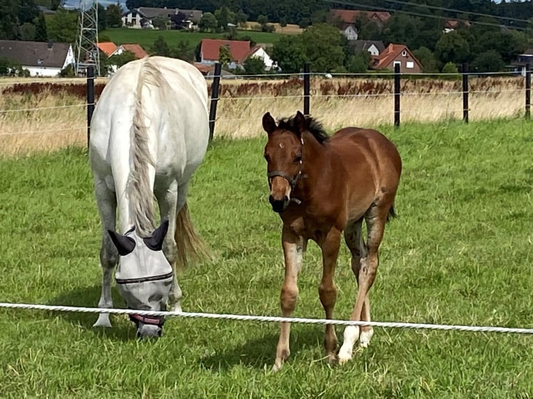 Koń oldenburski Ogier Źrebak (06/2024) Gniada in Vlotho