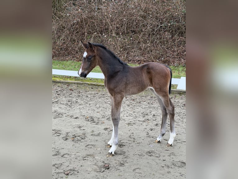 Koń oldenburski Ogier Źrebak (03/2026) Gniada in Hanerau-Hademarschen