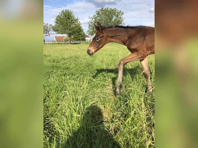 Koń oldenburski Ogier Źrebak (05/2024) Gniada in Hiddenhausen