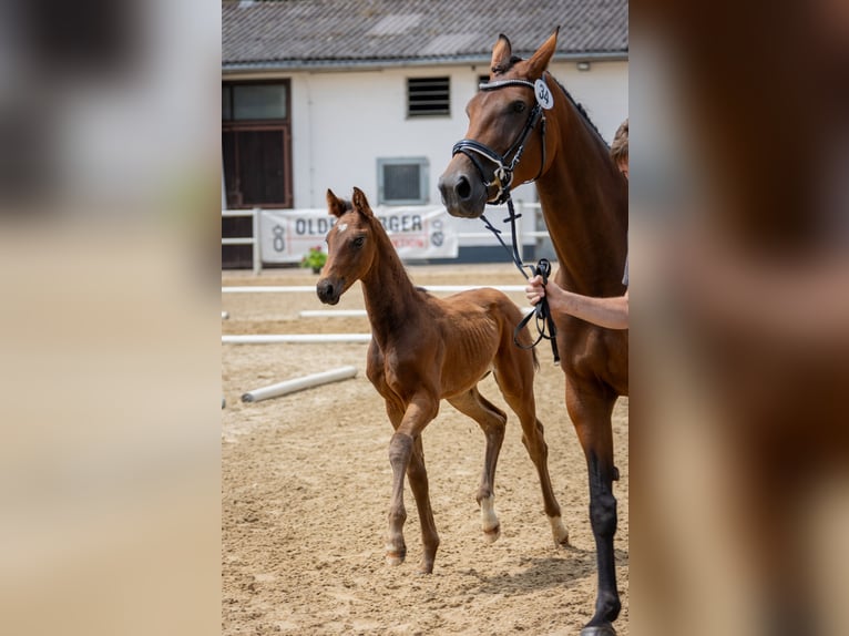 Koń oldenburski Ogier Źrebak (04/2024) Gniada in Laubach