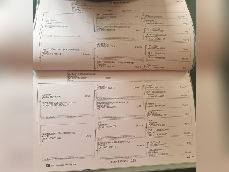 Koń oldenburski Ogier Źrebak (04/2025) Gniada in Bissendorf
