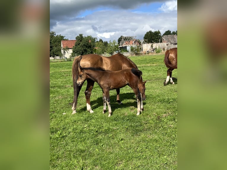 Koń oldenburski Ogier Źrebak (05/2025) Gniada in Oebisfelde