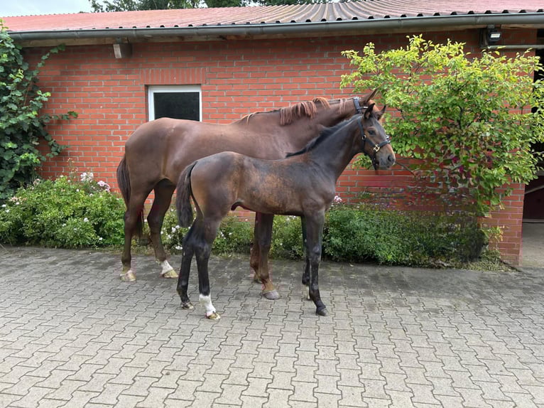 Koń oldenburski Ogier Źrebak (05/2025) Gniada in Kussebode