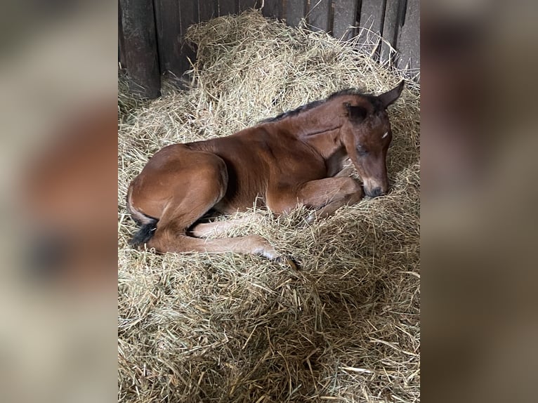 Koń oldenburski Ogier Źrebak (04/2024) Gniada in Ludigsfe