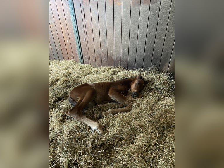 Koń oldenburski Ogier Źrebak (04/2024) Gniada in Ludigsfe