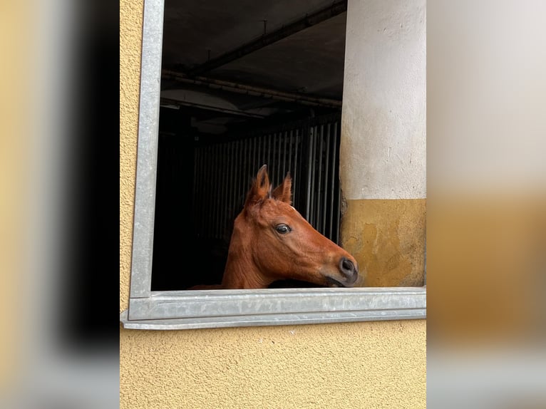 Koń oldenburski Ogier Źrebak (05/2024) Gniada in Ludwigsfelde