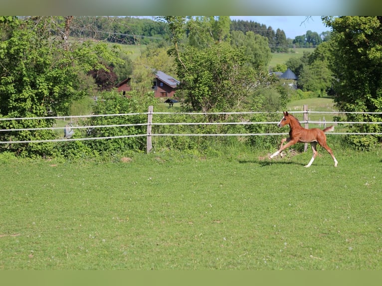 Koń oldenburski Ogier  Gniada in Rennerod